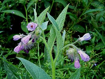 comfrey
