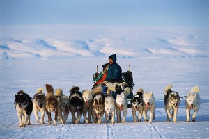 One of the two threats to the Inuit people is global warming that is reducing the ice pack. The other is forced assimilation; this time effected by the killing of their sled dogs.