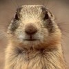 squirrelstocks profile image