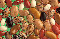 A Variety of Mottled and Pinto Beans