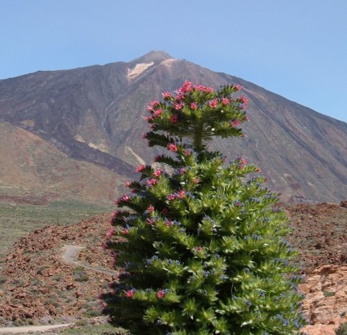 Red Viper's Bugloss and Mt Teide