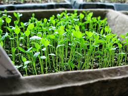 Seedlings in a seed tray