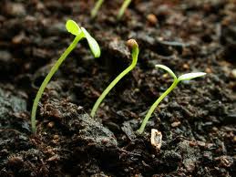 Seeds with seedling leaf