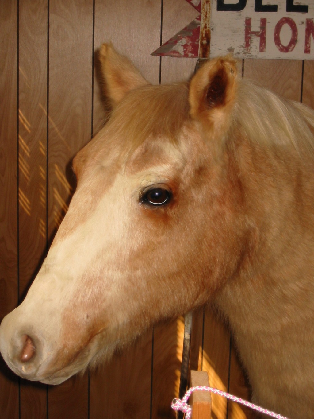 misty-of-chincoteague