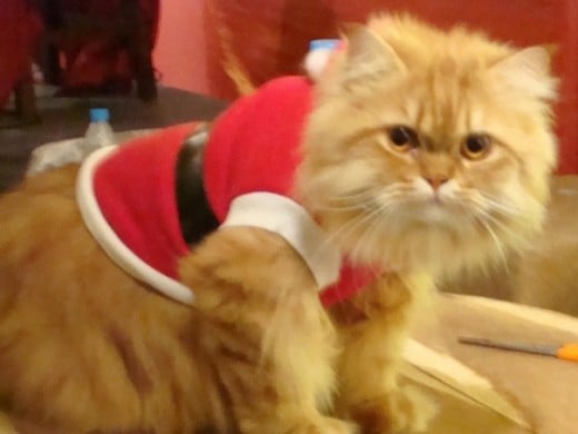 Here's my very spoiled cat who looks forward to a new Christmas stocking and a large Santa suit this year. 