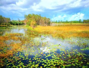 Florida Everglades swamp.