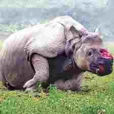 Isn't this the most tragic photo you can imagine?  This poor rhino will die, unable to defend itslf or mate.  This wonderful creature violated like this so a few lousy Chinese think their sex life is improving  I was so sickened by this picture.
