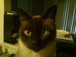 Domino, Former Feral Cat