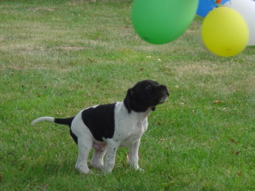 Spot spots the baloons