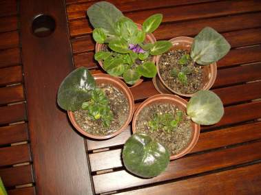African Violet Leaves Beginning To Sprout
