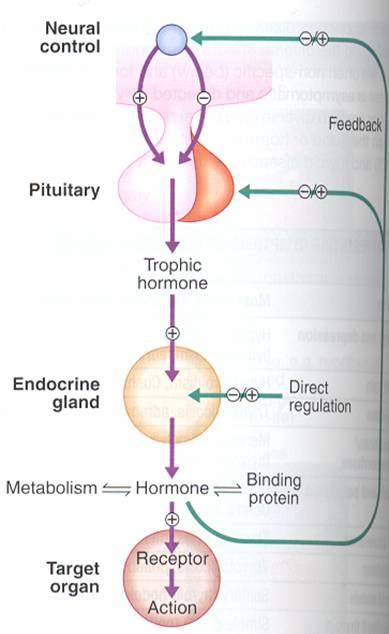 Hormone secretion  delivery to target cells  hormone recognition by receptors in target cells  biologic effect  hormone degradation  signal from target cells to slop further hormone secretion .