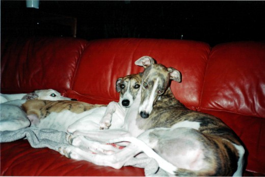 The Greyhound is a very loving family oriented dog.  This is Fancy, Blue and their mother Holly in the background. 