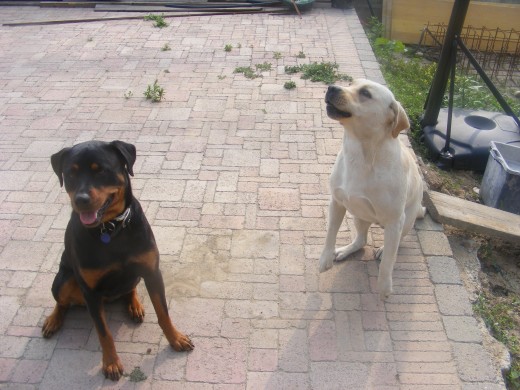  cautious canines, adry,