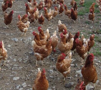 The Sunshine Egg Farm.