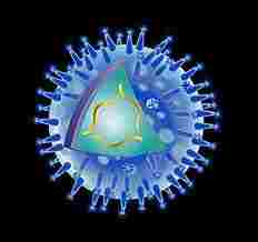 Flu virus, Common
