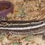 Plated lizard Plated lizard