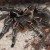 Costa Rica Zebra Tarantula Costa Rica Zebra Tarantula