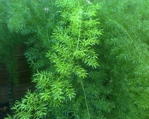 Emerald Fern in the Orangerie