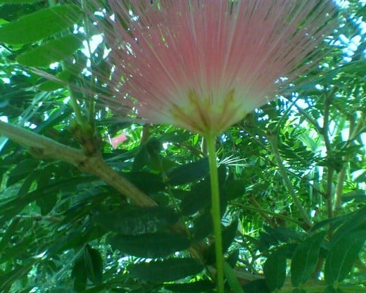 Pretty pink "Powder Puff" flower in the Orangerie