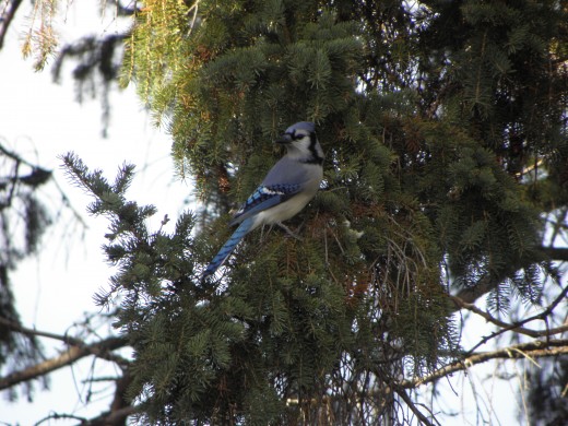 Wildlife is abundant