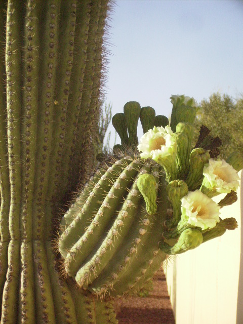 Blossoms on arm of a Saguaro Cactus.  Blossoms appear in May and June with each flower open for about 12 hours before dying.