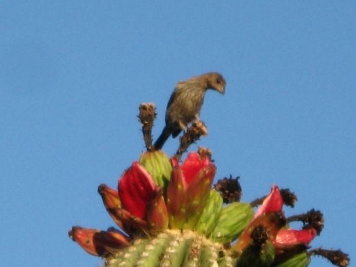 Bird viewing ripening fruit on top of a sugaro cacuts