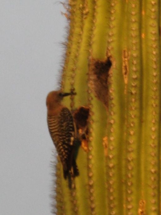 Older Saguaros often contain many such holes made by woodpeckers.  However, these do not harm the Saguaro as it quickly grows a protective coating over the exposed edges of the hole to prevent water loss.  Once the woodpecker abandons the hole, other