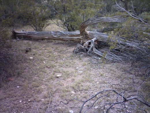 Dead Saguaro displaying its interior  tubular spine