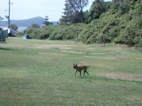 Local dingo on walkabout