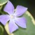 Don't know the name of this little beauty but I enjoy it all the same! Don't know the name of this little beauty but I enjoy it all the same!