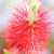 Bottle brush Bottle brush