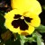 Pansy or "gesiggie" (little face) in Afrikaans. Pansy or "gesiggie" (little face) in Afrikaans.