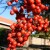 Pretty berries Pretty berries