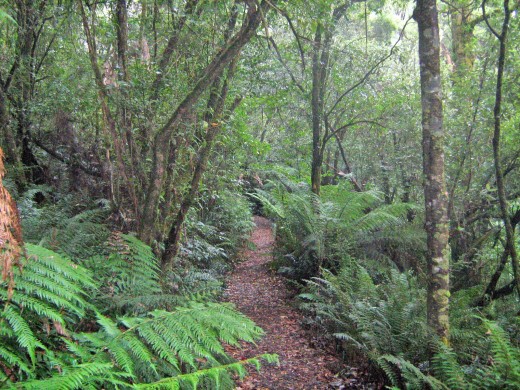 Rainforest pathway.