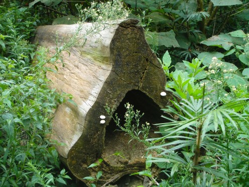 Bit log in the rainforest