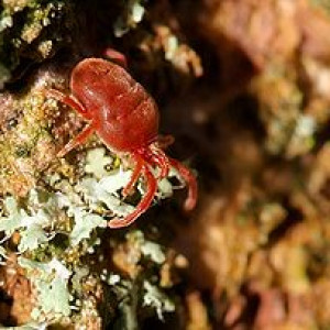 Chiggers: At War With Those Pesky Little No-See-Ums