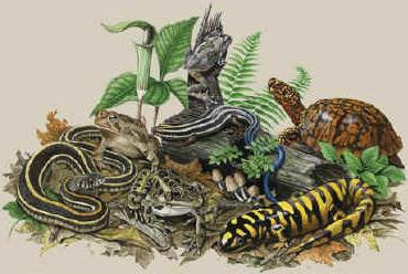 The Two Tribes
