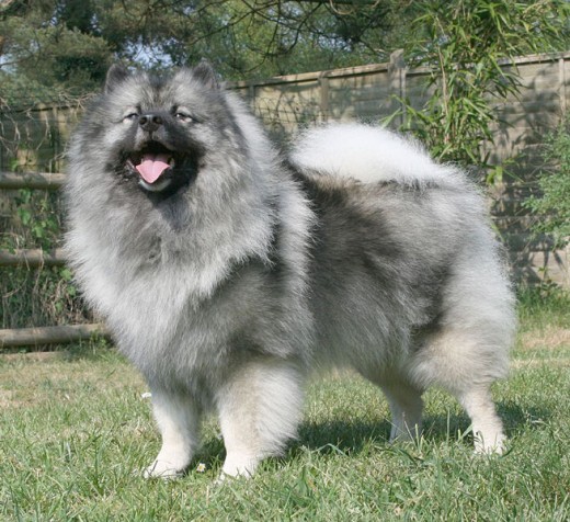 Keeshond Dog.  Picture From Google Images