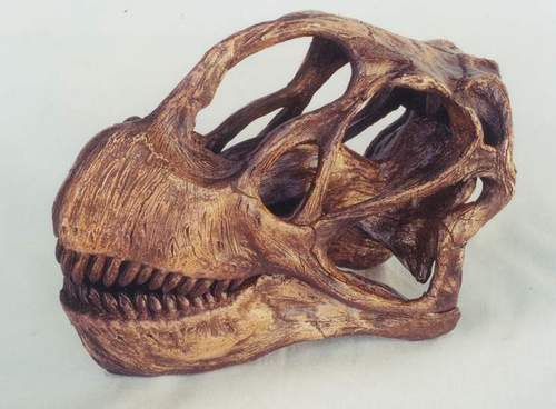 The skull of Camarasaurus.
