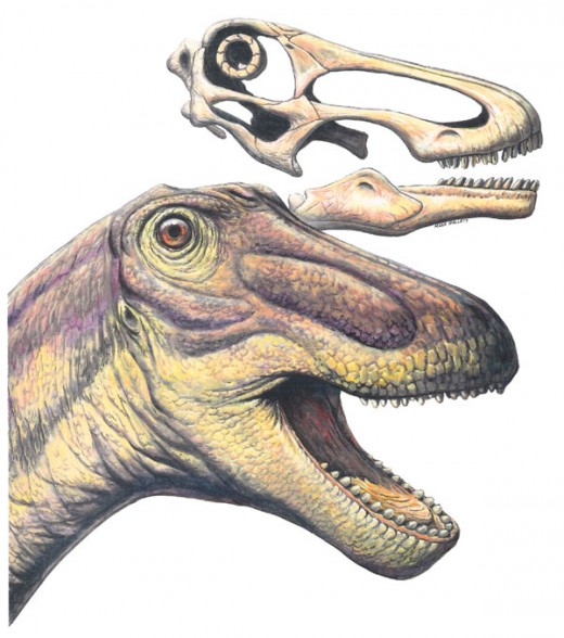 The face of Rapetosaurus.