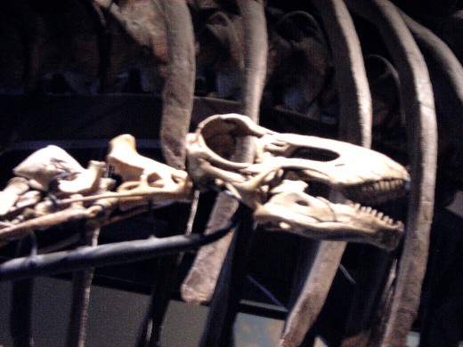 The skull of Rapetosaurus.