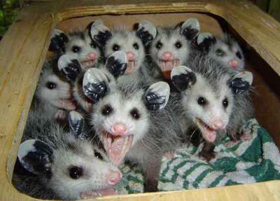 I had to put at least one picture of some Possums in this hub before it ended!