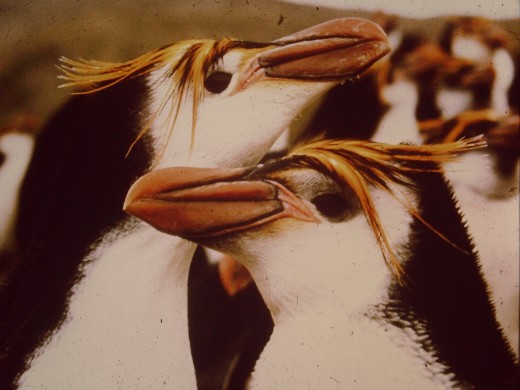 Contentment - A couple of 'in love' Royal Penguins.