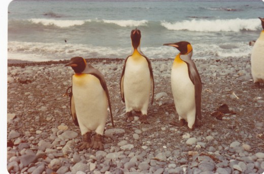 King Penguins on MacQuarie Island.