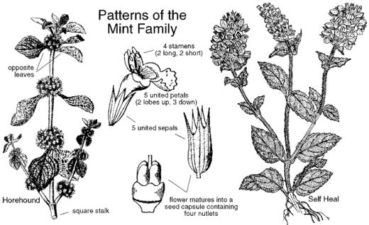 Different parts of mint plant