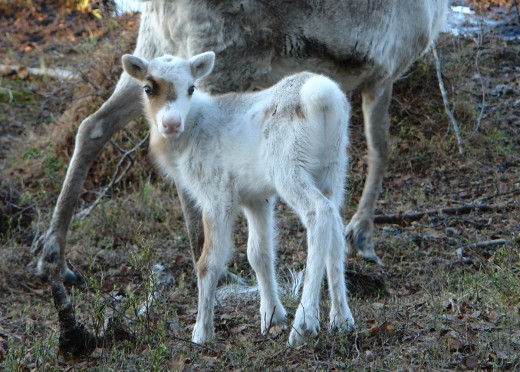 Reindeer Calf
