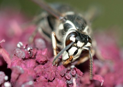 A Bald Faced Hornet