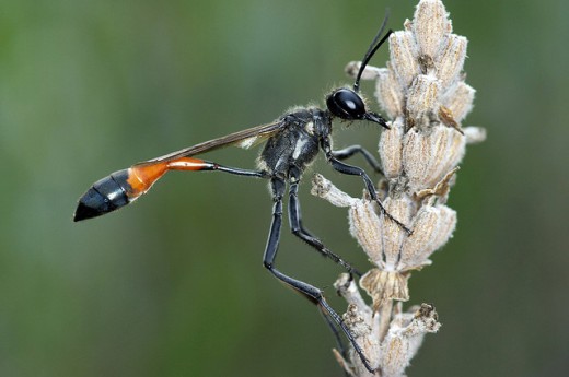 A Wasp from the Ammophilia Procera family.