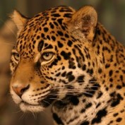 avelasco profile image