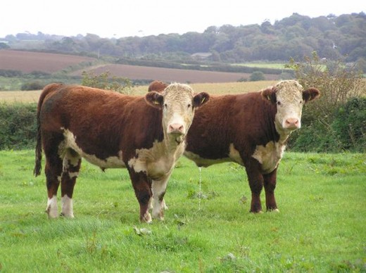 Pedigree Hereford Steers in the U.K. 